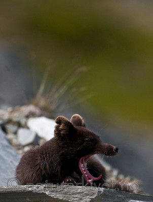 BB 11 0134 / Vulpes lagopus / Fjellrev